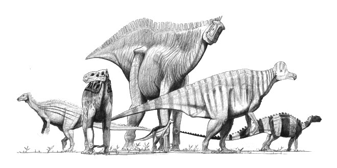 Various ornithopod dinosaurs