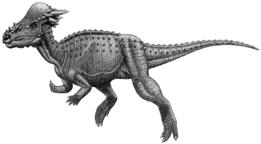 Initially reconstructed as Pachycephalosaurus wyomingensis by Michael Triebold later many attendees of an international symposium referred the remains to Stygimoloch spinifer because of the prominent spikes on the back of the skull.