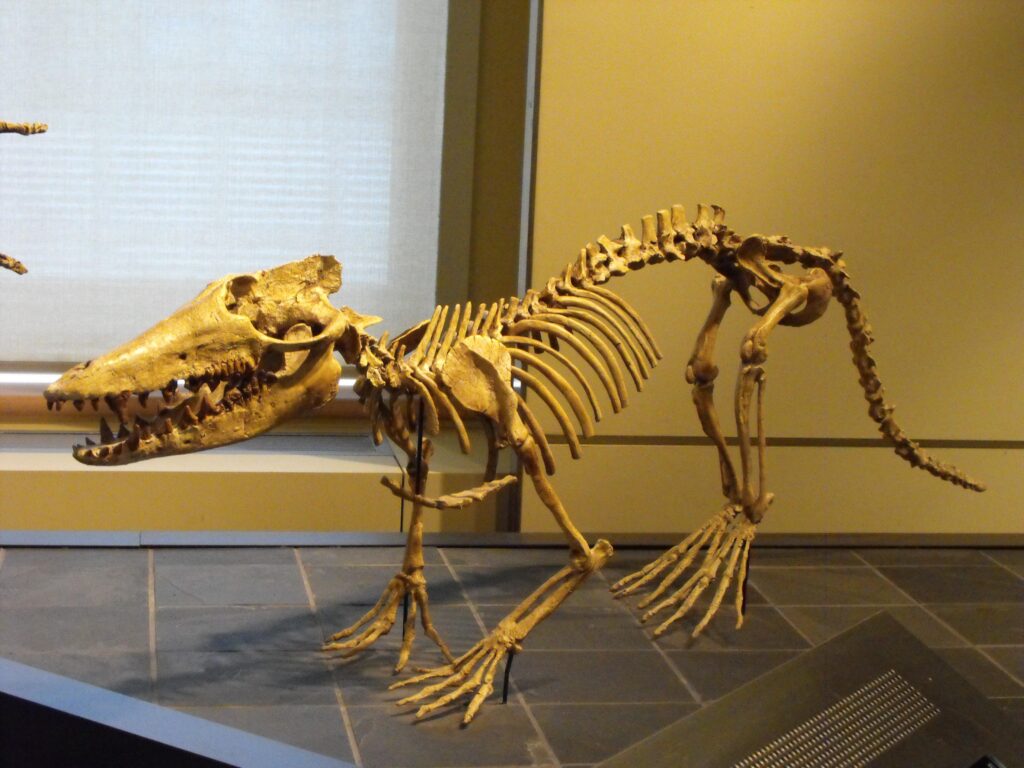 Skeleton display of a prehistoric aquatic creature with elongated jaws and ribcage, set against a neutral museum backdrop, evoking curiosity.