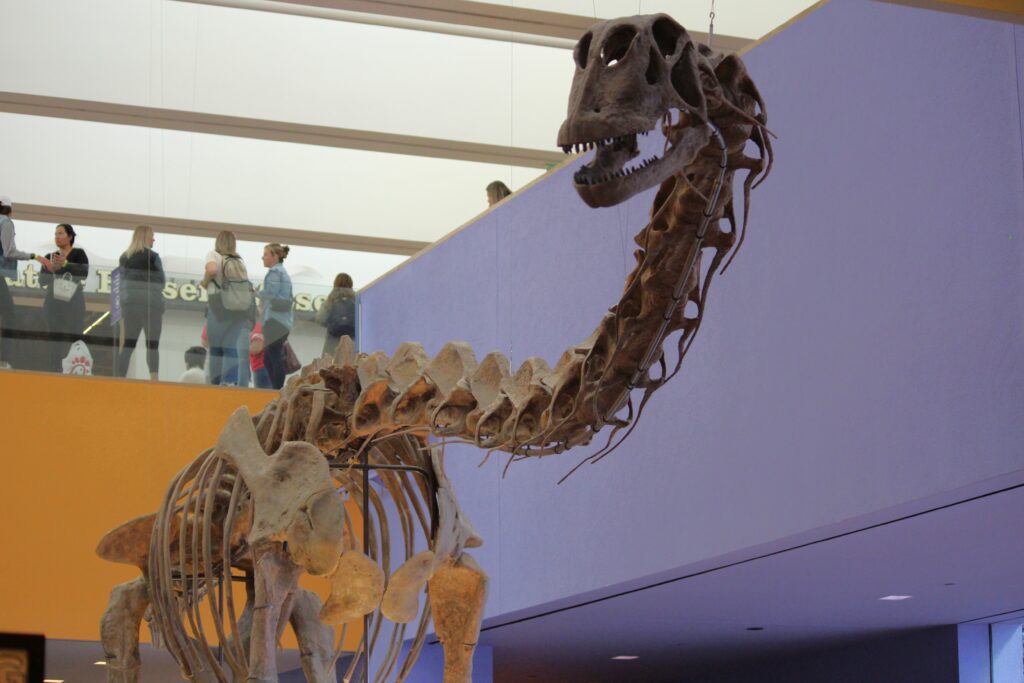 Dinosaur skeleton with a long neck and skull displayed in a museum, visitors observing from an upper level. Bright, modern setting conveys curiosity.