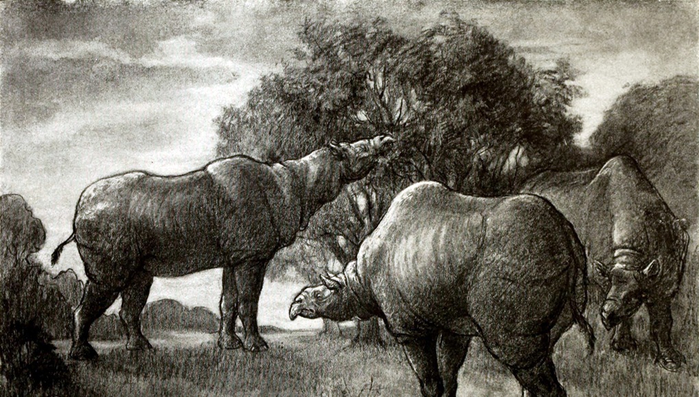 Paraceratherium The Largest Land Mammal Ever