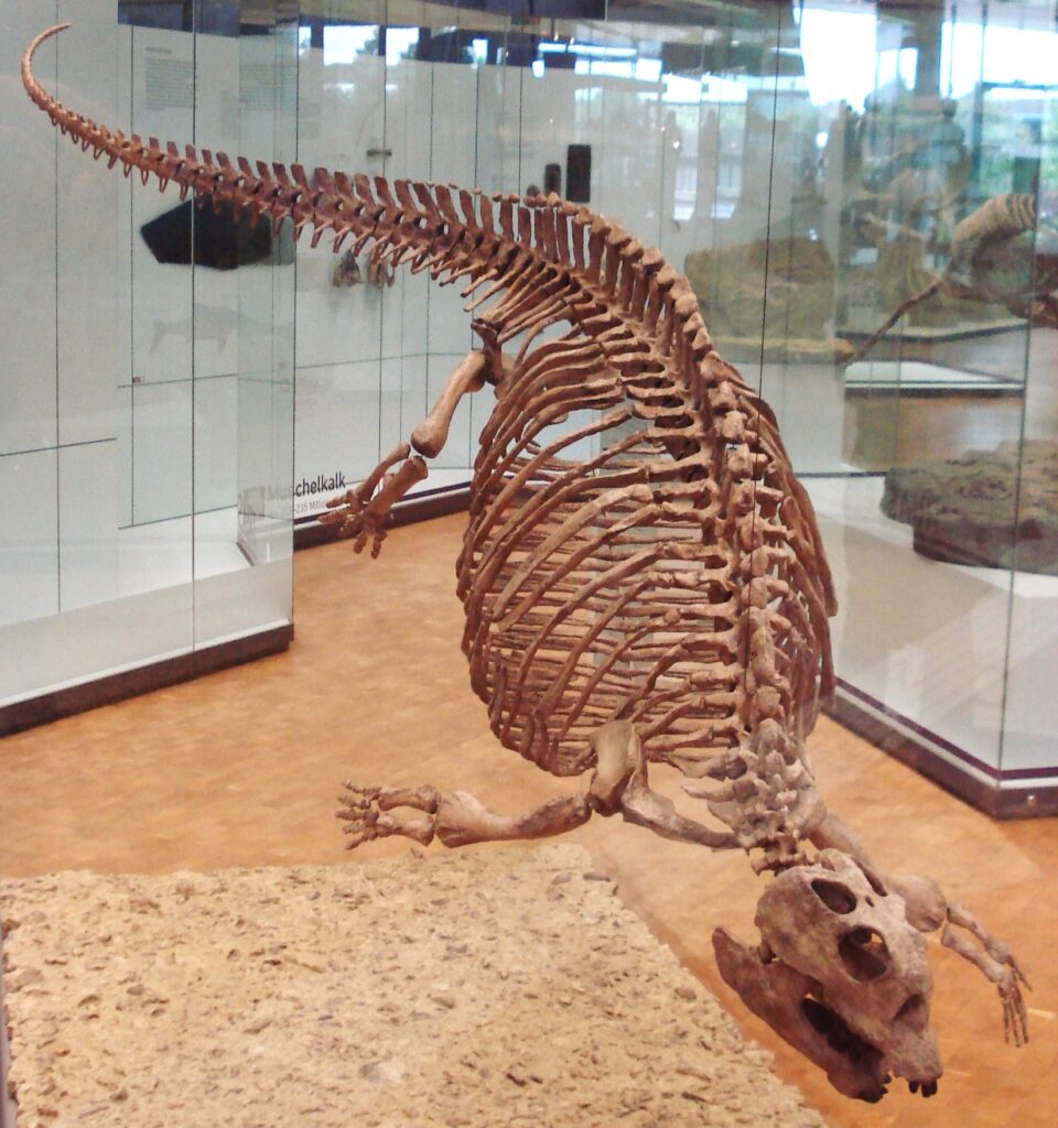 Fossil skeleton of a prehistoric reptile displayed in a museum. The fossil shows a long tail, rib cage, limbs, and skull, set in a glass case.