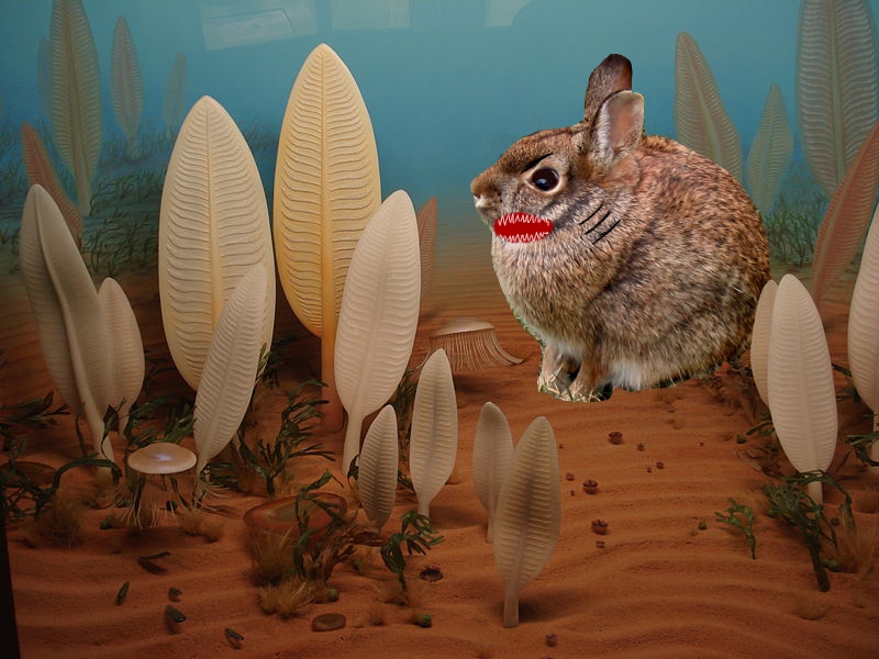 Precambrian rabbit