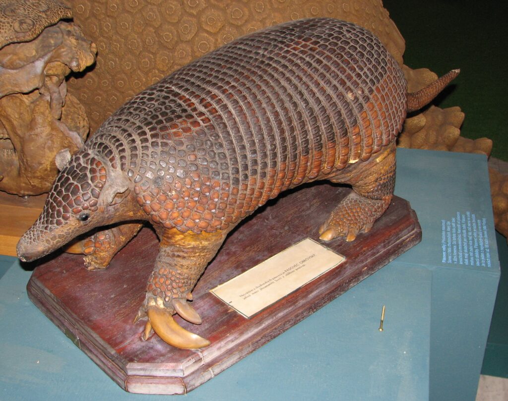 A detailed armadillo sculpture with textured scales and large claws on a wooden base. It conveys a realistic, historical exhibit vibe.