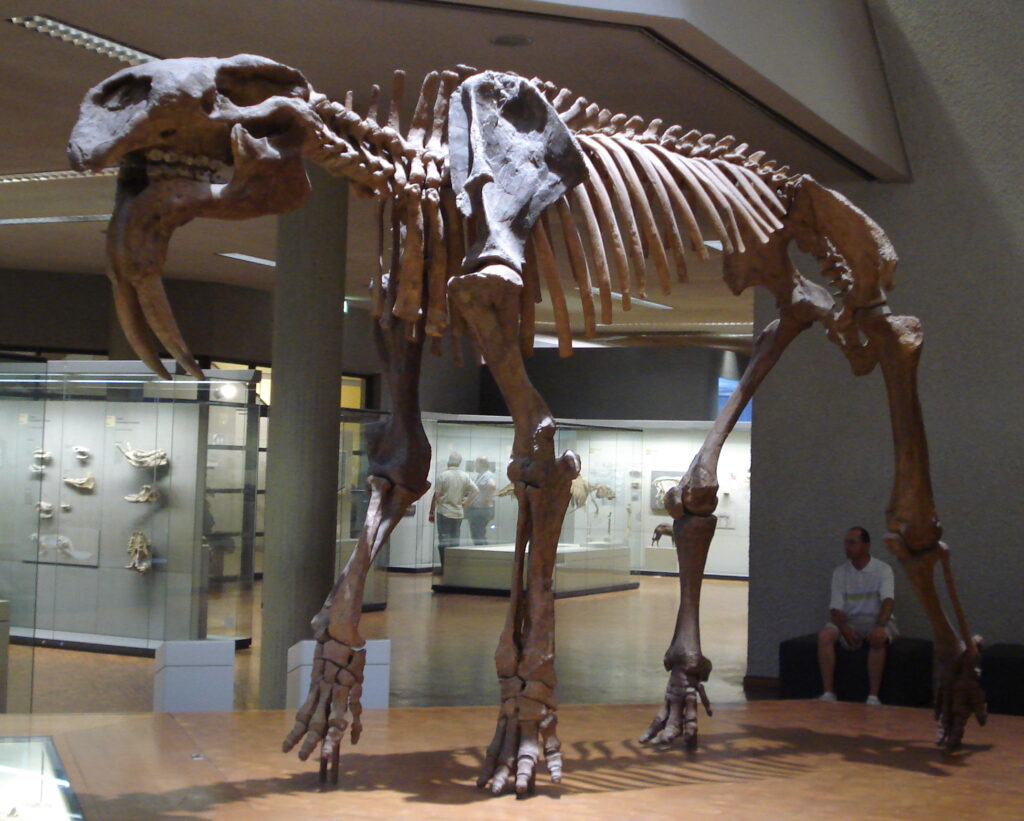 Skeleton of a prehistoric animal with large tusks displayed in a museum exhibit. A person sits nearby, emphasizing the skeleton's massive size.