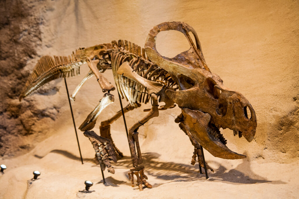 Dinosaur skeleton on display against a textured brown wall. The fossil is supported by metal stands and highlighted by small spotlights, conveying a sense of ancient history.