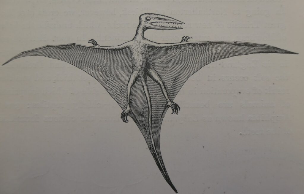 Vintage illustration of a pterosaur with elongated wings, a long beak filled with teeth, and clawed feet. The background is a faded pale color.