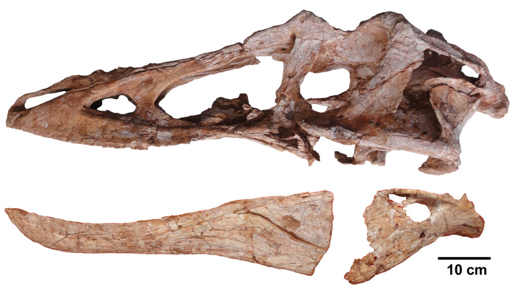 holotype