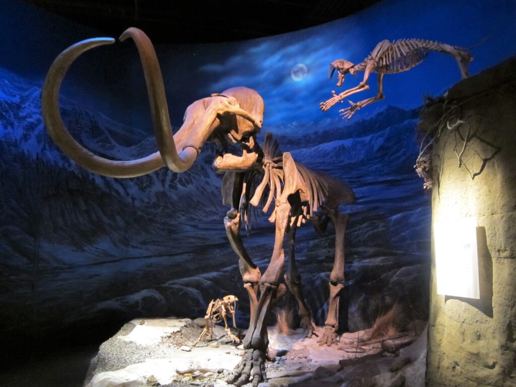 Skeletal display of a woolly mammoth and a leaping saber-toothed cat in a dimly lit museum exhibit, with a snowy mountain mural in the background.