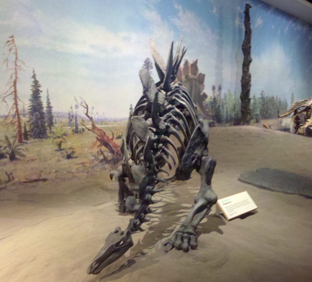 A dinosaur skeleton, likely a Stegosaurus, is displayed in a museum against a mural depicting a prehistoric, forested landscape under a blue sky.