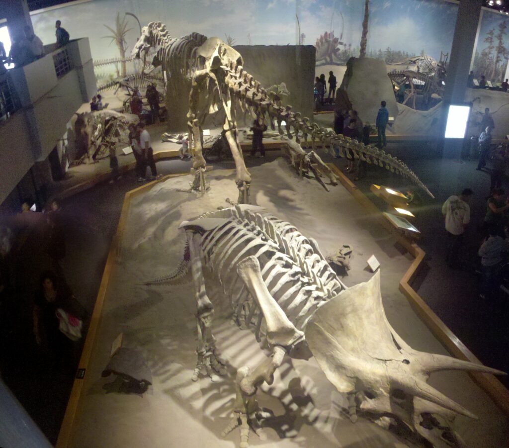 Museum exhibit featuring a large dinosaur fossil, likely a Triceratops, in the foreground. Visitors observe from various levels, evoking curiosity.