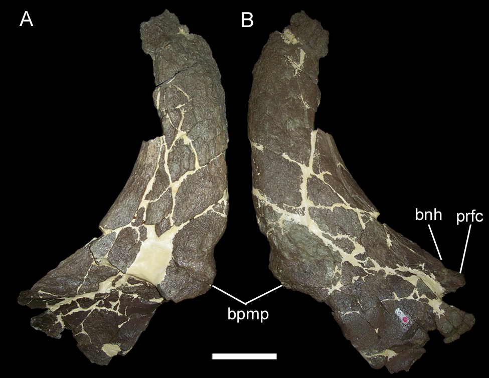 Rubeosaurus nasals