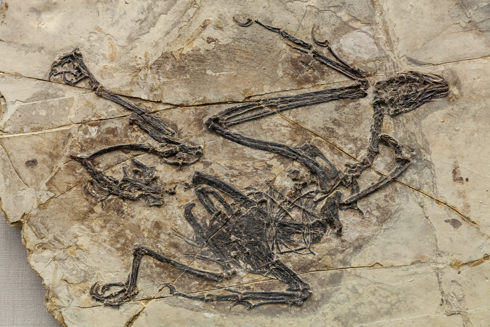 Fossil of a small dinosaur with delicate bones and extended limbs embedded in a light stone matrix. It's intricate and well-preserved, showcasing detailed structure.