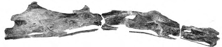 A series of fossilized bone fragments are arranged in a line on a plain white background. The texture appears rough and uneven, suggesting age and wear.