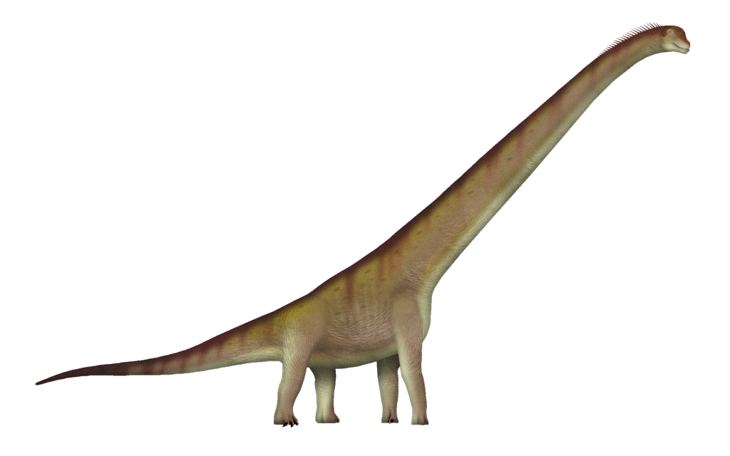 Illustration of a long-necked Sauroposeidon dinosaur with a massive body and four sturdy legs. Its skin is a mottled greenish-brown.