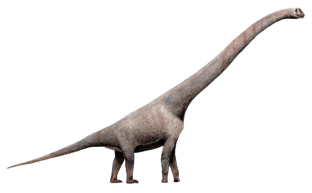 A long-necked dinosaur with a large body and small head stands on four legs. Its tail is extended, and its texture appears rough and brownish.