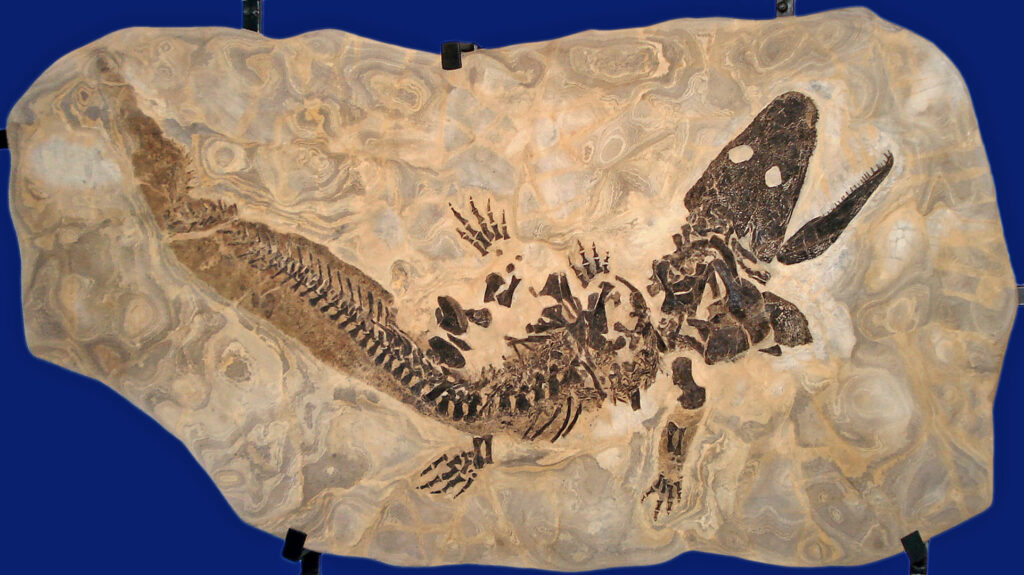 Fossil of a reptile with a long tail, visible ribcage, and open jaw embedded in a textured beige stone. The background is a solid blue.
