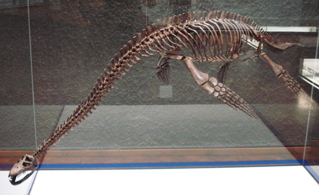 A long-necked plesiosaur skeleton displayed in a museum case. The fossil's elongated neck, rib cage, and flippers are prominently showcased.