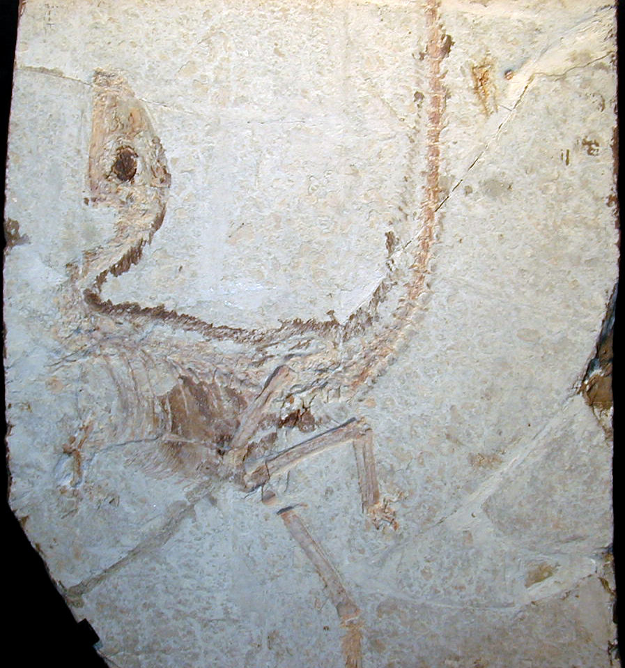 Fossil of a small dinosaur embedded in light beige rock, showing a curved spine and slender limbs. The texture suggests ancient preservation.