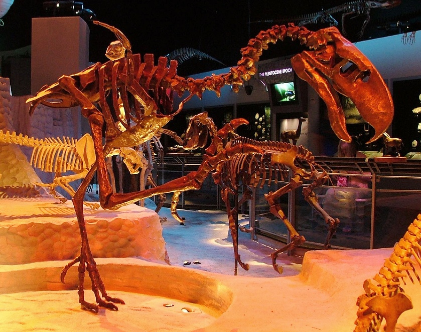 Dinosaur skeletons on display in a museum