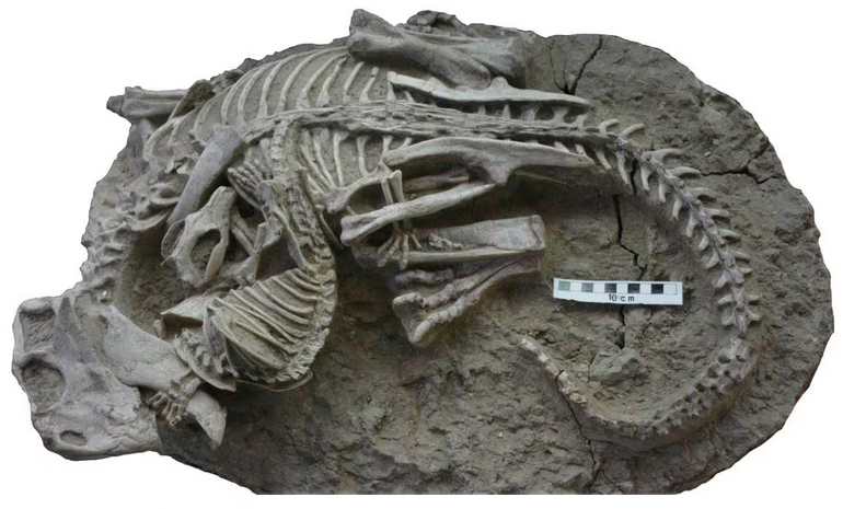 Skeletons of Repenomamus robustus & Psittacosaurus lujiatunensis on display at the Canadian Nature Museum, Ottawa