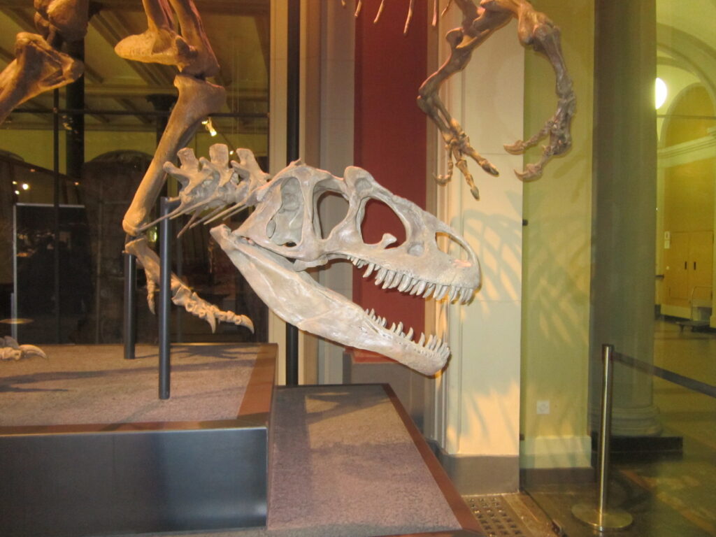 Dinosaur skeleton displayed in a museum, featuring a prominent skull with sharp teeth and elongated limbs. The setting conveys a sense of history.