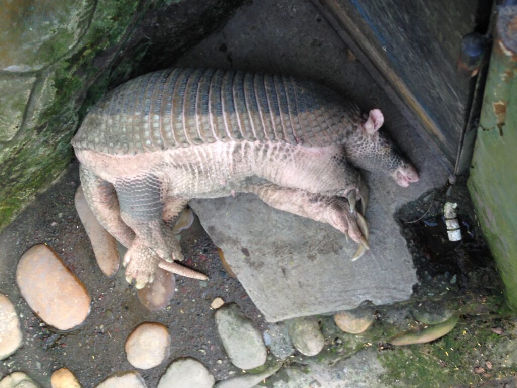 Armadillo resting on stone slab in a corner, surrounded by mossy rocks. Its thick, bumpy armor and curled claws are visible, conveying peaceful stillness.