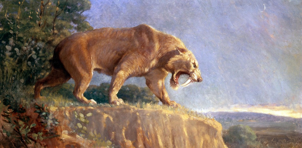 Smilodon The Saber-Toothed Cat