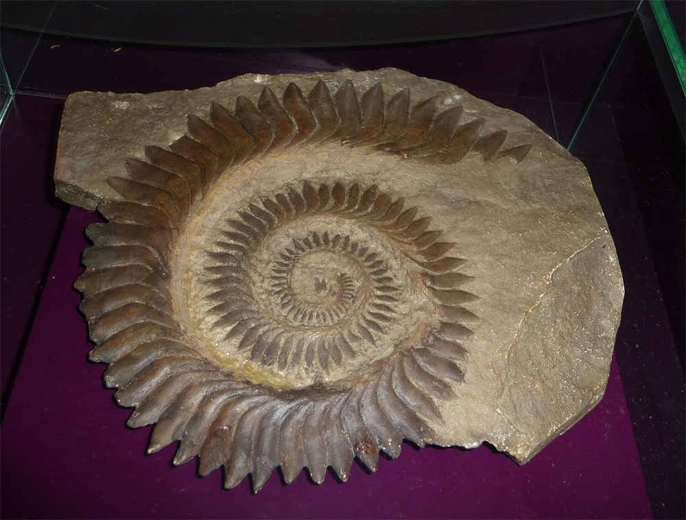 Fossilized ammonite embedded in rock, displayed on a purple surface. The spiral shell is detailed with ridges, conveying a sense of ancient history.