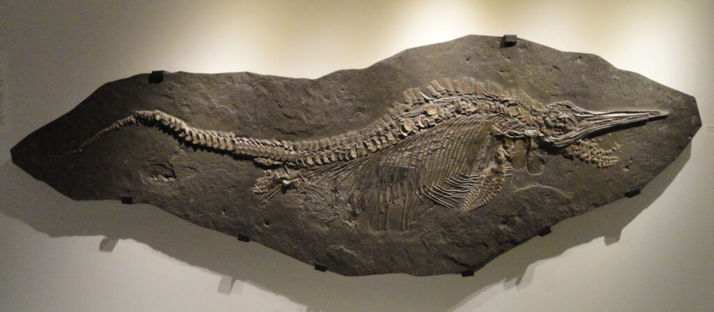 Fossil of an ichthyosaur embedded in a dark rock slab, displayed on a white wall. The intricate skeleton curves elegantly, evoking a sense of ancient mystery.