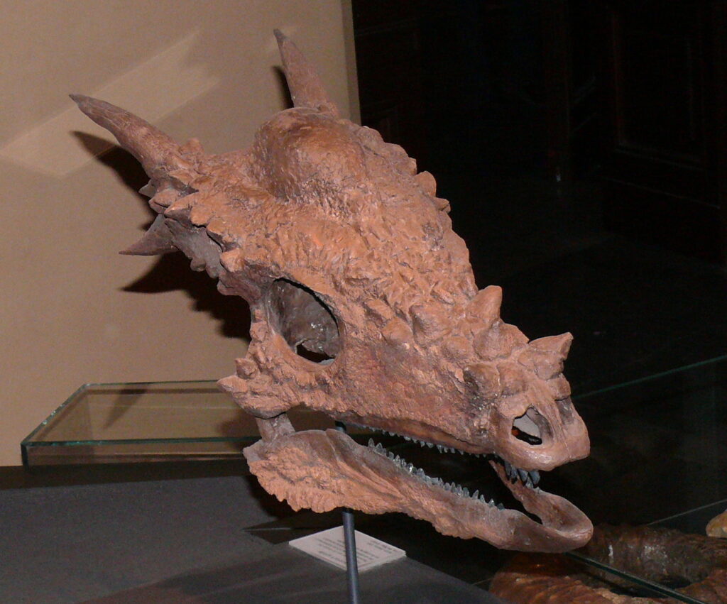 Close-up of a dinosaur skull exhibit with horns and rugged texture. The brown fossil is displayed in a glass case against a dark background.
