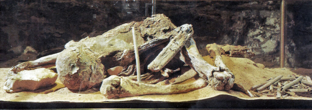 Ancient mummified skeleton displayed in a glass case, surrounded by sand and rocks. The dark background adds a somber tone to the archaeological exhibit.