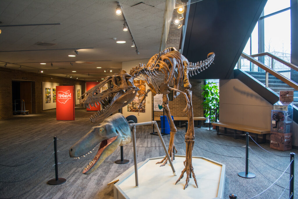Dinosaur skeleton exhibit in a museum corner, featuring a large, detailed predator skeleton poised as if in action. Bright overhead lighting, red informational signs, and a mix of modern decor create an educational atmosphere.