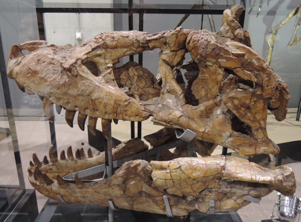 Close-up of a dinosaur fossil skull displayed in a glass case. The skull features large, sharp teeth and textured brown surface, evoking ancient history.