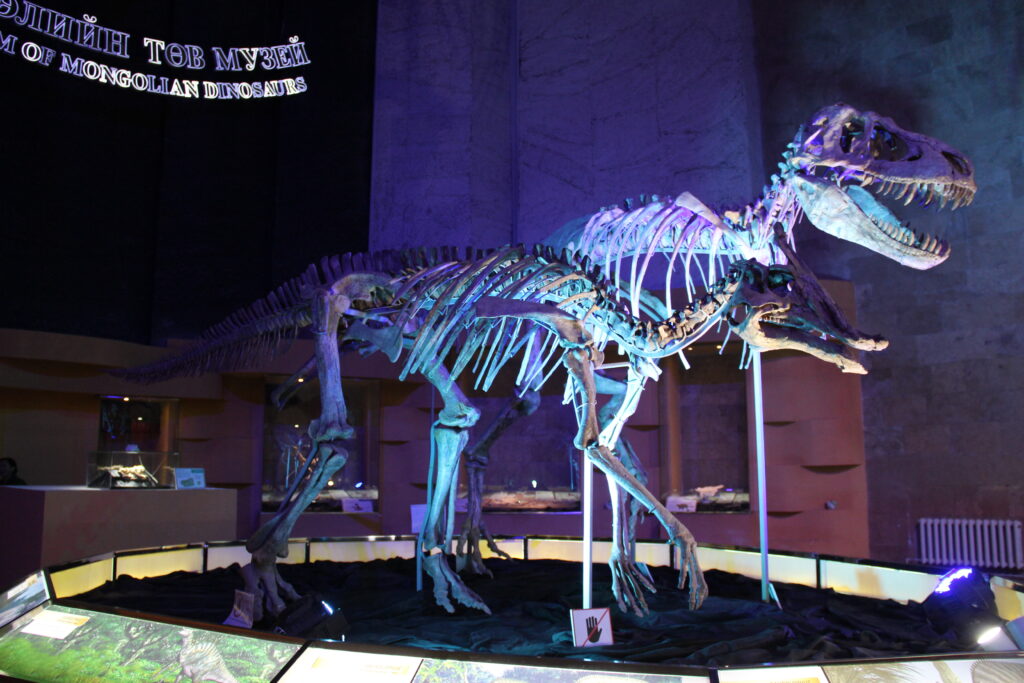 Dinosaur skeleton exhibit under blue and purple lighting at the Museum of Mongolian Dinosaurs. The setting is dramatic and educational.