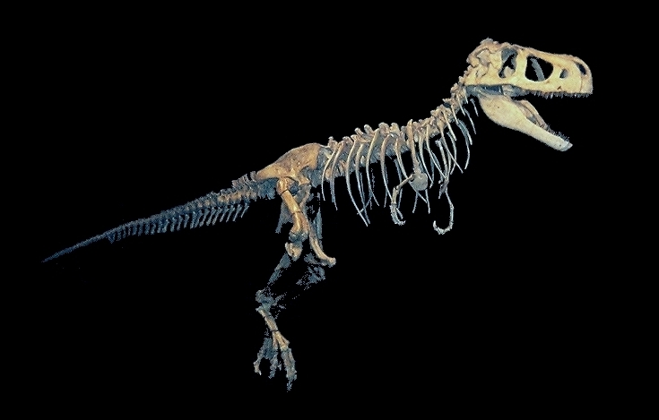 A Tarbosaurus skeleton stands in profile against a black background. The well-preserved bones show its massive jaw, tiny arms, and long tail.