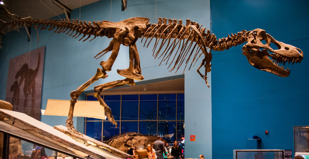 Dinosaur skeleton of a Tarbosaurus displayed in a museum with a blue wall backdrop and people observing below, evoking awe and fascination.