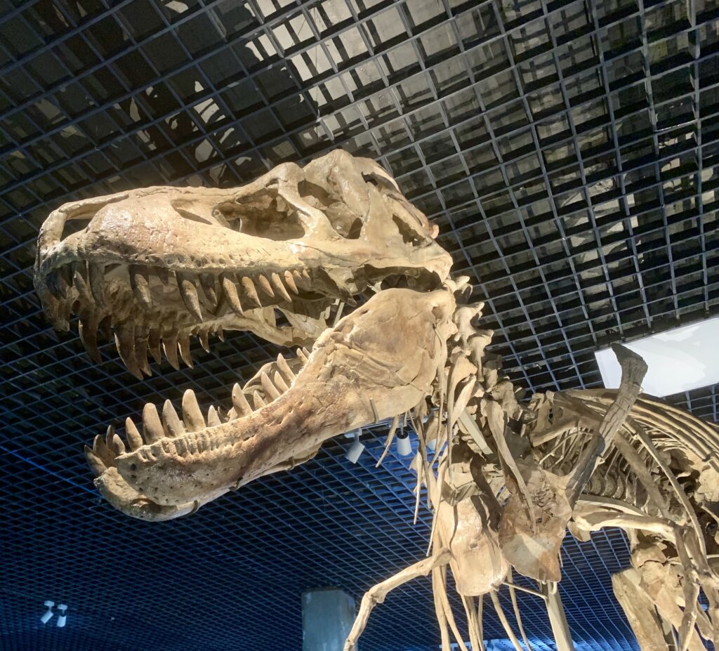 Close-up of a Tarbosaurus skeleton in a museum with a grid-patterned ceiling above. The fossil's large jaws and sharp teeth are prominently displayed.
