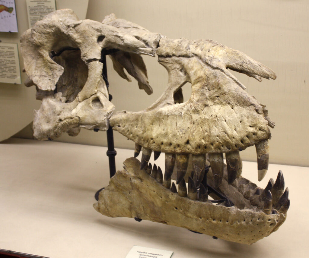 A dinosaur skull with sharp teeth on display in a museum. The detailed fossil has prominent eye sockets and a textured surface, evoking ancient history.