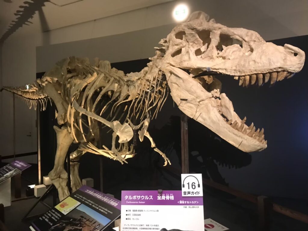 Museum exhibit of a large Tarbosaurus skeleton with an open jaw, displayed in a dimly lit room. Informational plaques are visible in the foreground.