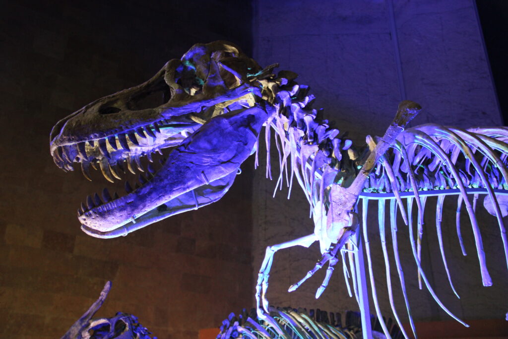 Dinosaur skeleton is illuminated in blue light against a dark background, showcasing its large skull and sharp teeth.