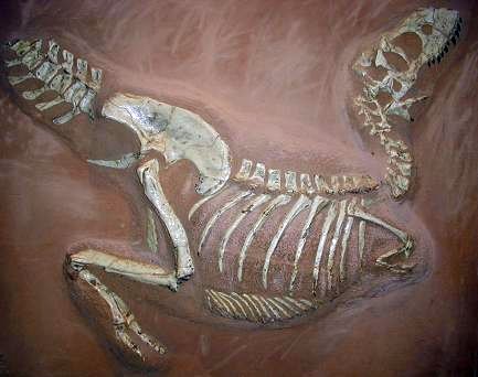 Fossilized dinosaur skeleton embedded in reddish-brown rock, showcasing curved bones and ribcage, conveying a sense of ancient history and awe.