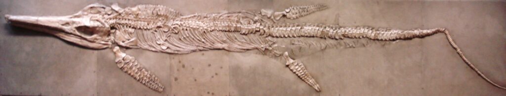 Fossil skeleton of a long, slender marine reptile displayed horizontally against a gray background, showcasing detailed ribcage and skull structure.