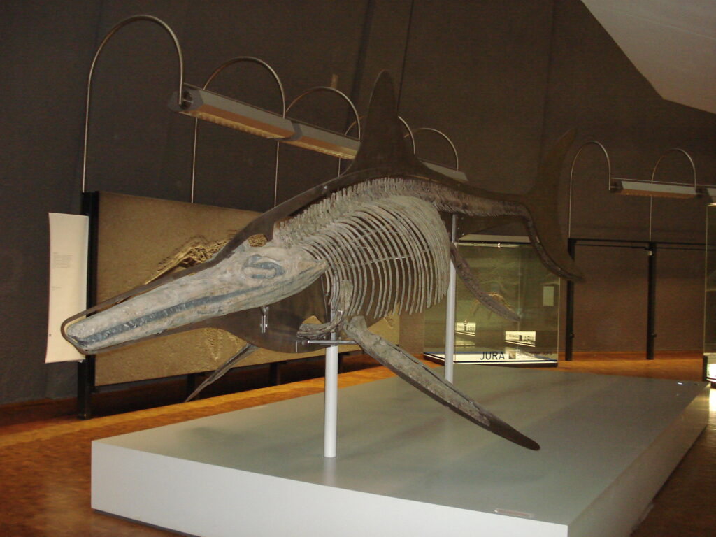 Ichthyosaur skeleton displayed in a museum exhibit, with a long snout and rib bones visible. The dim lighting creates a historical ambiance.