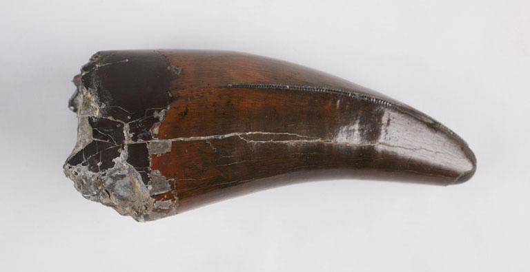 The Childrens Museum of Indianapolis - Tyrannosaurus rex tooth