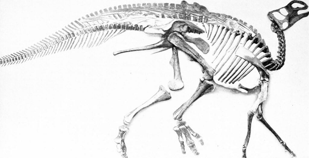 Black and white illustration of a dinosaur skeleton, displaying the full side profile. The ribcage, spine, and limbs are detailed, evoking a scientific and historical tone.
