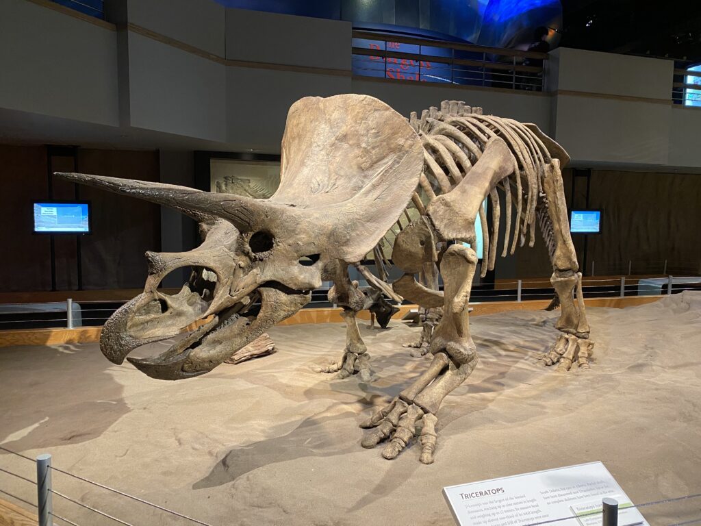 A Triceratops skeleton displayed in a museum exhibit, showcasing its large skull and horns. The setting is well-lit, emphasizing its structure.