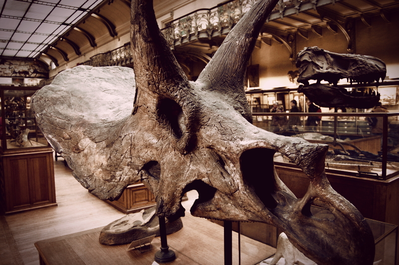 Triceratops calicornis