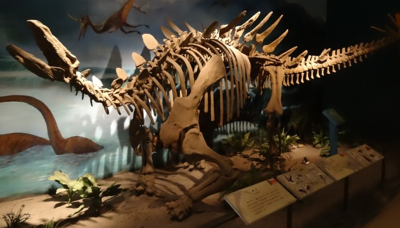 Tuojiangosaurus multispinus mount