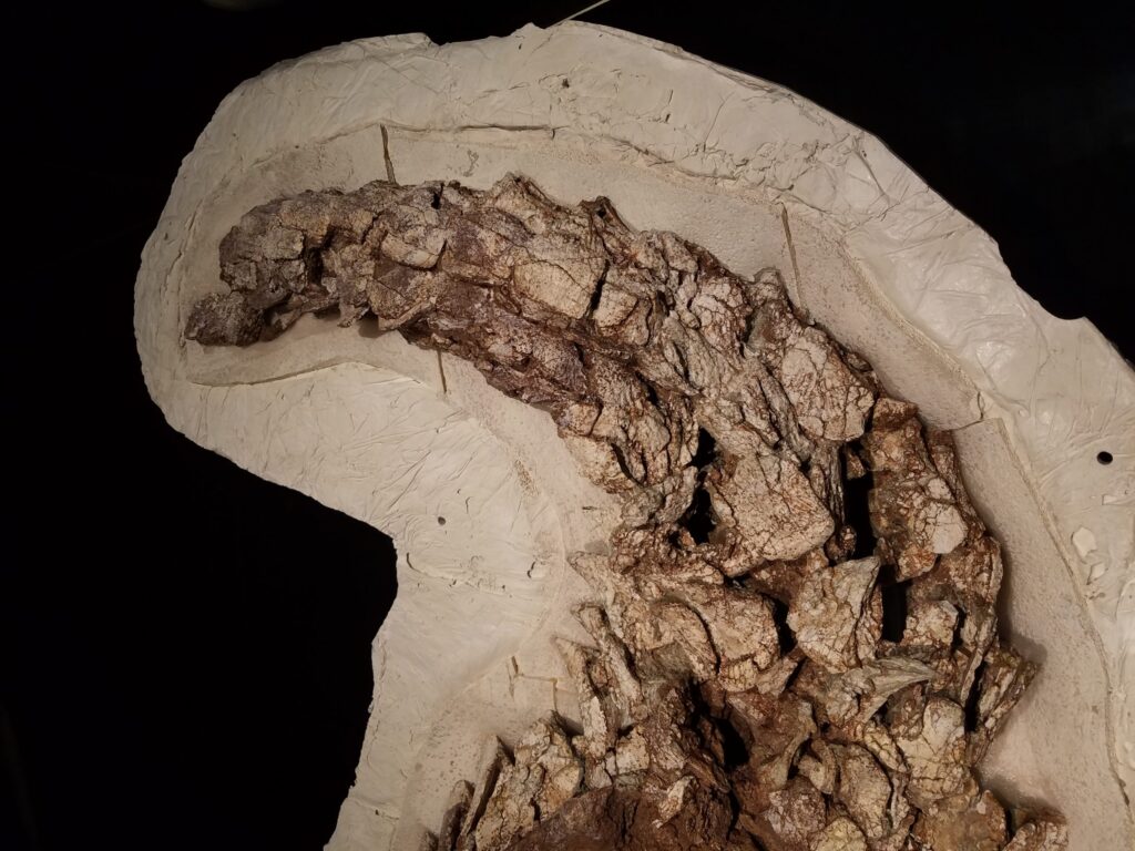 Close-up of a fossilized dinosaur tail embedded in a light beige rock matrix. The tail's rough texture and earthy tones contrast with the smooth matrix.